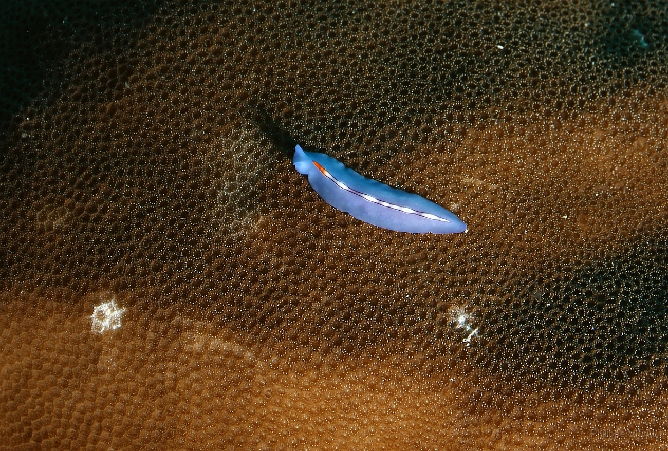 Raja Ampat 2016 - Pseudoceros bifurcus - Racing stripe flatform - Ver plat - IMG_5517_rc.jpg